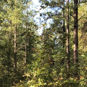 Photo of SOLD!!   32.01 Acres of Hunting and Timber Land for Sale in Bladen County NC!
