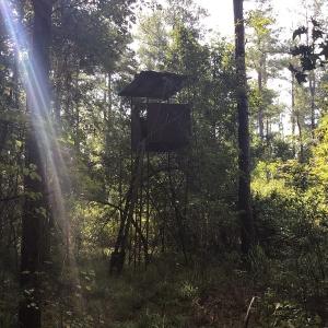 Photo of SOLD!!   32.01 Acres of Hunting and Timber Land for Sale in Bladen County NC!