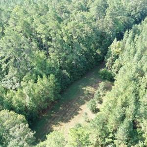 Photo of SOLD!!   32.01 Acres of Hunting and Timber Land for Sale in Bladen County NC!