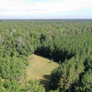 Photo of SOLD!!   32.01 Acres of Hunting and Timber Land for Sale in Bladen County NC!