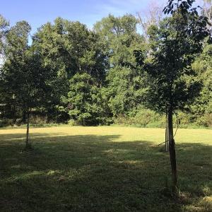 Photo of SOLD!!   32.01 Acres of Hunting and Timber Land for Sale in Bladen County NC!