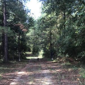 Photo of SOLD!!   32.01 Acres of Hunting and Timber Land for Sale in Bladen County NC!