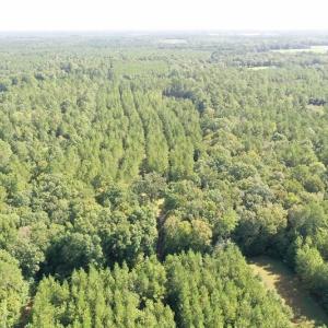 Photo of SOLD!!   32.01 Acres of Hunting and Timber Land for Sale in Bladen County NC!