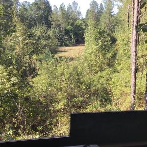 Photo of SOLD!!   32.01 Acres of Hunting and Timber Land for Sale in Bladen County NC!