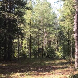 Photo of SOLD!!   32.01 Acres of Hunting and Timber Land for Sale in Bladen County NC!