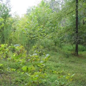 Photo of SOLD!!  8.64 Ac of Residential and Hunting Land For Sale in Cumberland Co VA!