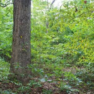 Photo of SOLD!!  8.64 Ac of Residential and Hunting Land For Sale in Cumberland Co VA!