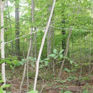 Photo of SOLD!!  8.64 Ac of Residential and Hunting Land For Sale in Cumberland Co VA!