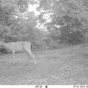 Photo of SOLD!!  66 Acres of Hunting Land for Sale in Dinwiddie County VA!