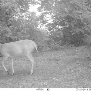 Photo of SOLD!!  66 Acres of Hunting Land for Sale in Dinwiddie County VA!