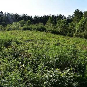 Photo of SOLD!!  66 Acres of Hunting Land for Sale in Dinwiddie County VA!