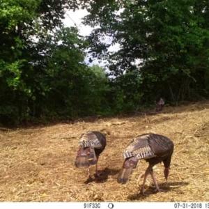 Photo of SOLD!!  66 Acres of Hunting Land for Sale in Dinwiddie County VA!