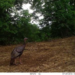 Photo of SOLD!!  66 Acres of Hunting Land for Sale in Dinwiddie County VA!