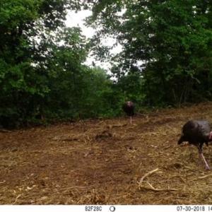 Photo of SOLD!!  66 Acres of Hunting Land for Sale in Dinwiddie County VA!