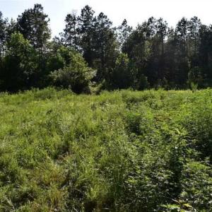 Photo of SOLD!!  66 Acres of Hunting Land for Sale in Dinwiddie County VA!