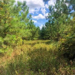 Photo of SOLD!!  61.12 Acres of Hunting Land for Sale in Greensville County VA!