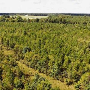 Photo of SOLD!!  61.12 Acres of Hunting Land for Sale in Greensville County VA!