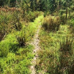 Photo of SOLD!!  61.12 Acres of Hunting Land for Sale in Greensville County VA!