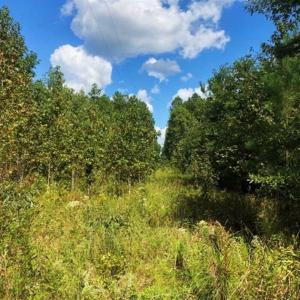 Photo of SOLD!!  61.12 Acres of Hunting Land for Sale in Greensville County VA!