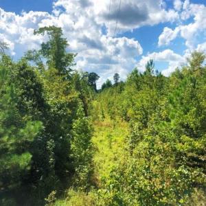 Photo of SOLD!!  61.12 Acres of Hunting Land for Sale in Greensville County VA!