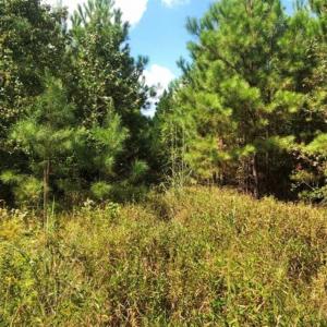 Photo of SOLD!!  61.12 Acres of Hunting Land for Sale in Greensville County VA!
