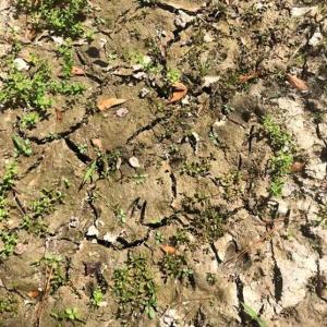 Photo of SOLD!!  61.12 Acres of Hunting Land for Sale in Greensville County VA!