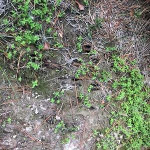 Photo of SOLD!!  61.12 Acres of Hunting Land for Sale in Greensville County VA!