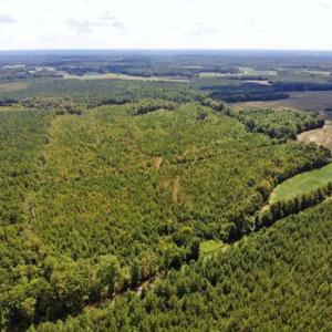 Photo of SOLD!!  61.12 Acres of Hunting Land for Sale in Greensville County VA!
