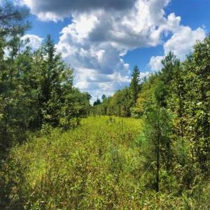 Photo of SOLD!!  61.12 Acres of Hunting Land for Sale in Greensville County VA!