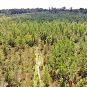 Photo of SOLD!!  61.12 Acres of Hunting Land for Sale in Greensville County VA!