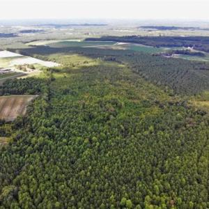 Photo of SOLD!!  61.12 Acres of Hunting Land for Sale in Greensville County VA!