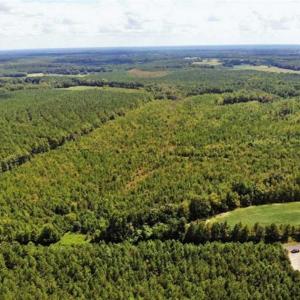 Photo of SOLD!!  61.12 Acres of Hunting Land for Sale in Greensville County VA!