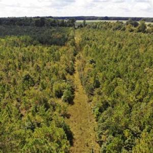 Photo of SOLD!!  61.12 Acres of Hunting Land for Sale in Greensville County VA!