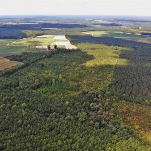 Photo of SOLD!!  61.12 Acres of Hunting Land for Sale in Greensville County VA!