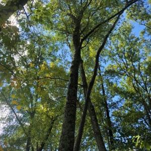 Photo of SOLD!!  61.12 Acres of Hunting Land for Sale in Greensville County VA!