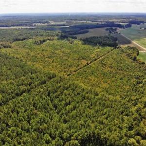 Photo of SOLD!!  61.12 Acres of Hunting Land for Sale in Greensville County VA!