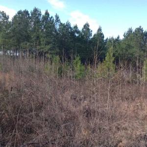 Photo of SOLD!!  8 Acres of Hunting Land for Sale in Halifax County VA!