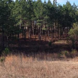 Photo of SOLD!!  8 Acres of Hunting Land for Sale in Halifax County VA!