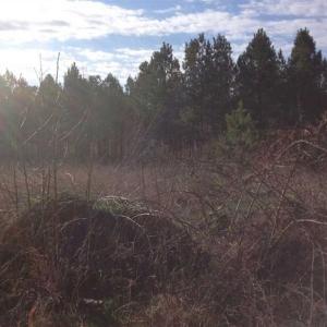 Photo of SOLD!!  8 Acres of Hunting Land for Sale in Halifax County VA!