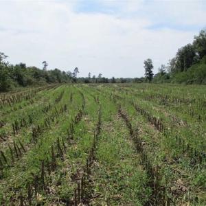 Photo of SOLD!  68 Acres of Riverfront Recreational Land For Sale in King and Queen County VA!