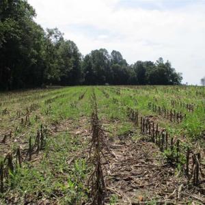 Photo of SOLD!  68 Acres of Riverfront Recreational Land For Sale in King and Queen County VA!