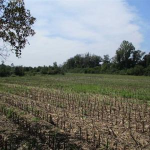 Photo of SOLD!  68 Acres of Riverfront Recreational Land For Sale in King and Queen County VA!