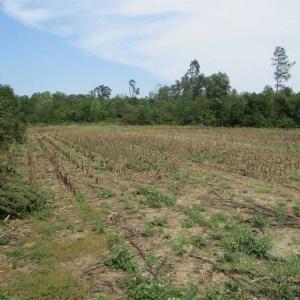 Photo of SOLD!  68 Acres of Riverfront Recreational Land For Sale in King and Queen County VA!