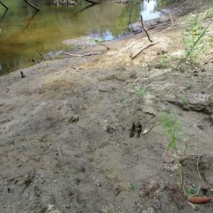 Photo of SOLD!  68 Acres of Riverfront Recreational Land For Sale in King and Queen County VA!