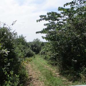 Photo of SOLD!  68 Acres of Riverfront Recreational Land For Sale in King and Queen County VA!