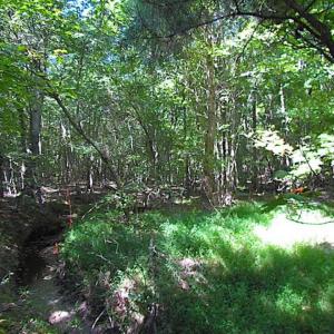 Photo of SOLD!!  8.62 Acres of Hunting and Residential Land For Sale in Lunenburg County VA!