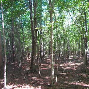 Photo of SOLD!!  8.62 Acres of Hunting and Residential Land For Sale in Lunenburg County VA!