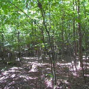 Photo of SOLD!!  8.62 Acres of Hunting and Residential Land For Sale in Lunenburg County VA!