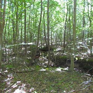 Photo of SOLD!!  8.62 Acres of Hunting and Residential Land For Sale in Lunenburg County VA!