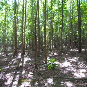 Photo of SOLD!!  8.62 Acres of Hunting and Residential Land For Sale in Lunenburg County VA!
